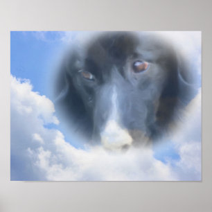 Gräns Collie Ögon Blå himmel Hund Art Poster