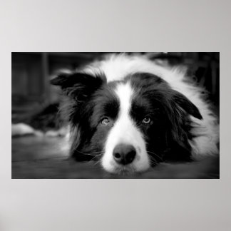 Gräns collie ögon poster