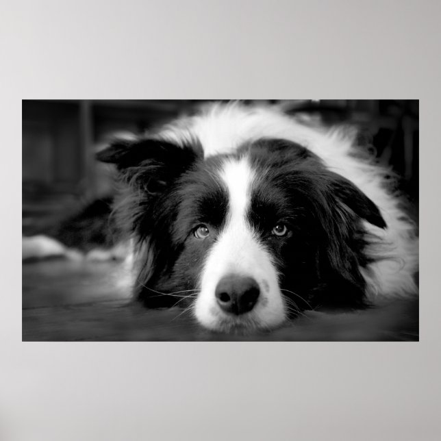 Gräns collie ögon poster (Framsidan)