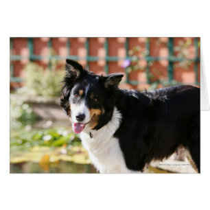 Gräns Collie Panting 1 Hälsningskort