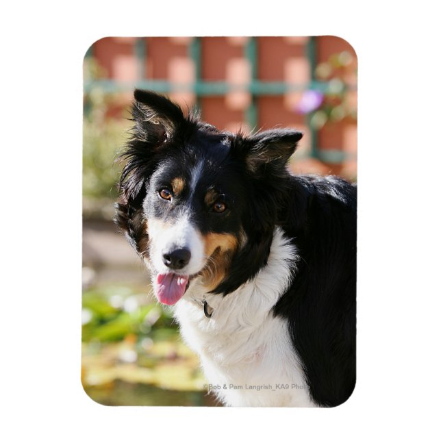 Gräns Collie Panting 1 Magnet (Vertikal)