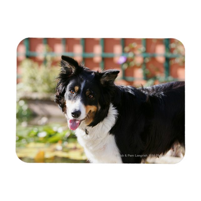 Gräns Collie Panting 1 Magnet (Horisontell)