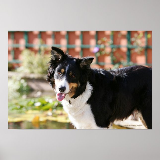 Gräns Collie Panting 1 Poster (Framsidan)