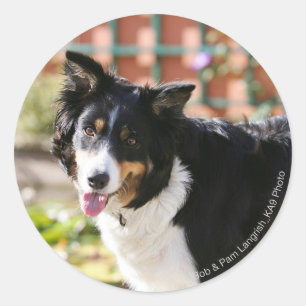 Gräns Collie Panting 1 Runt Klistermärke