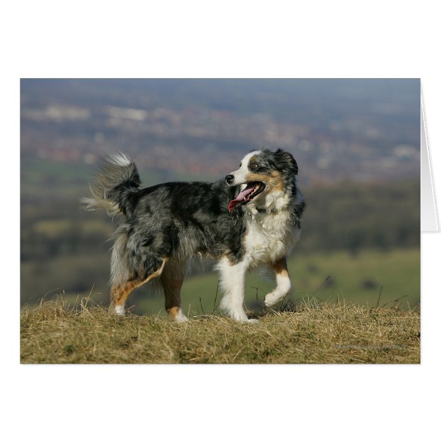 Gräns Collie Panting 2 Hälsningskort (Framsidan Horizontal)