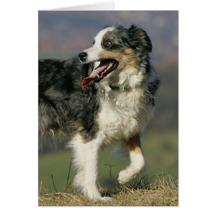 Gräns Collie Panting 2 Hälsningskort