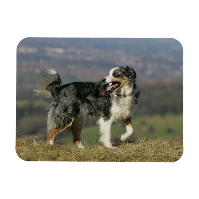 Gräns Collie Panting 2 Magnet (Horisontell)