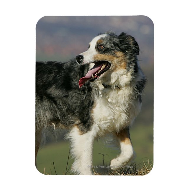 Gräns Collie Panting 2 Magnet (Vertikal)