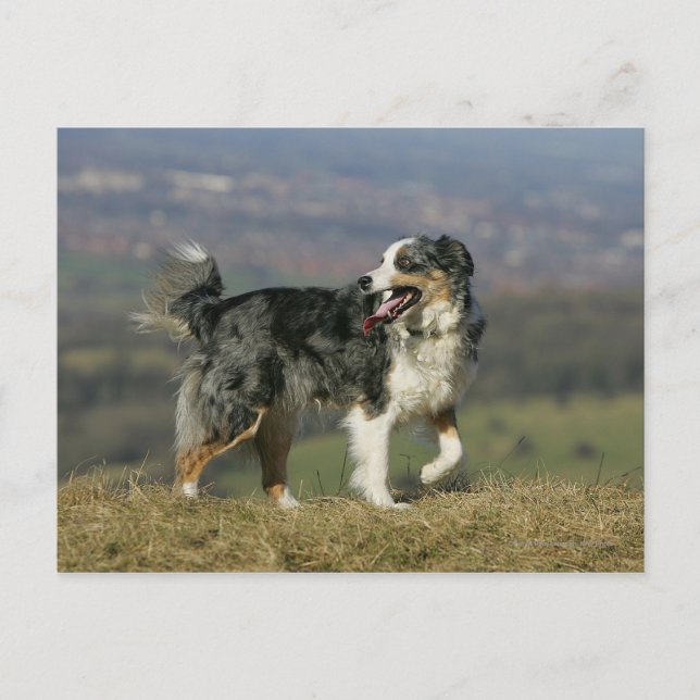 Gräns Collie Panting 2 Vykort (Framsida)