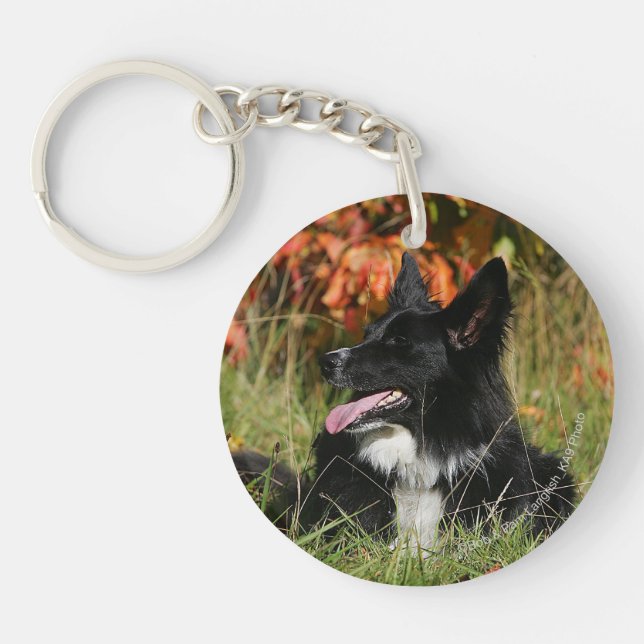 Gräns Collie Panting-arrangemanget nere (Framsidan)