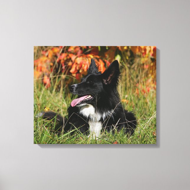 Gräns Collie Panting-arrangemanget nere Canvastryck (Framsida)