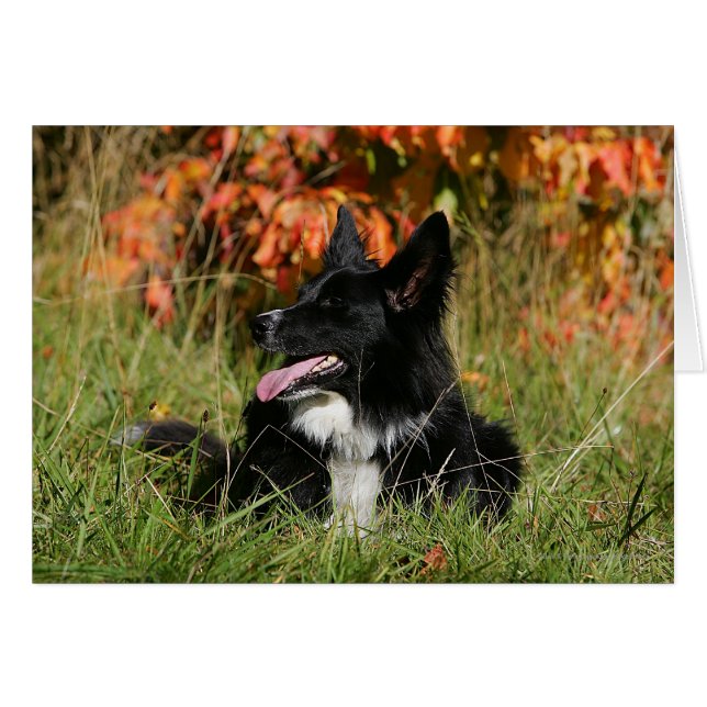 Gräns Collie Panting-arrangemanget nere Hälsningskort (Framsidan Horizontal)