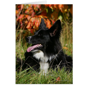 Gräns Collie Panting-arrangemanget nere Hälsningskort