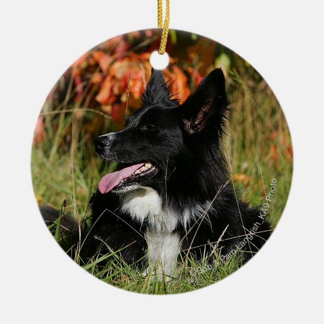 Gräns Collie Panting-arrangemanget nere Julgransprydnad Keramik (Framsidan)