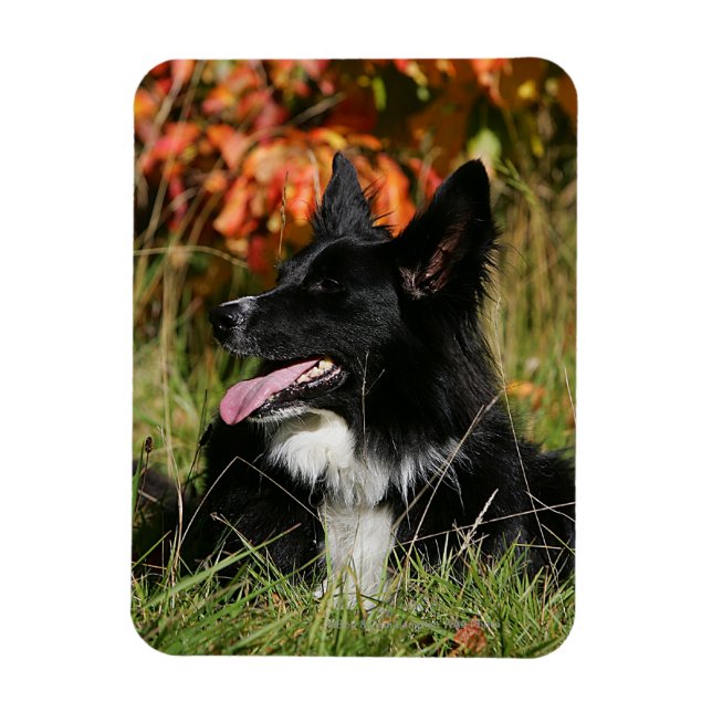 Gräns Collie Panting-arrangemanget nere Magnet (Vertikal)