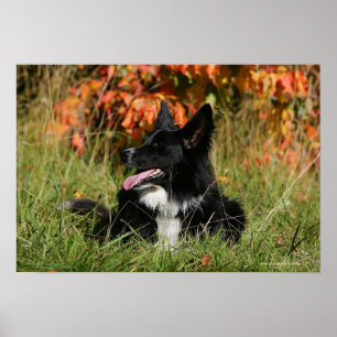 Gräns Collie Panting-arrangemanget nere Poster