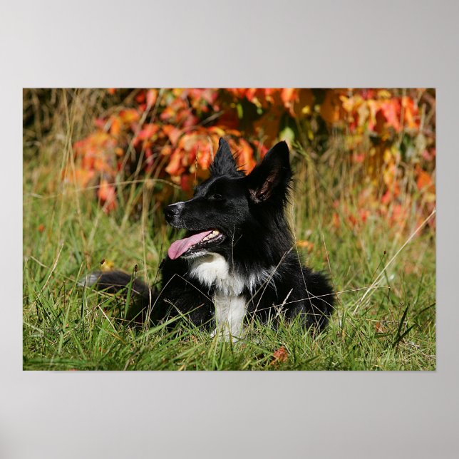 Gräns Collie Panting-arrangemanget nere Poster (Framsidan)