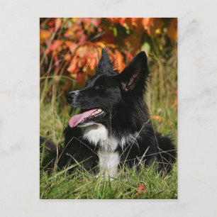 Gräns Collie Panting-arrangemanget nere Vykort