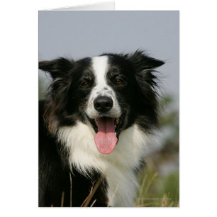 Gräns Collie Panting Headshot 1 Hälsningskort