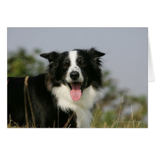 Gräns Collie Panting Headshot 1 Hälsningskort