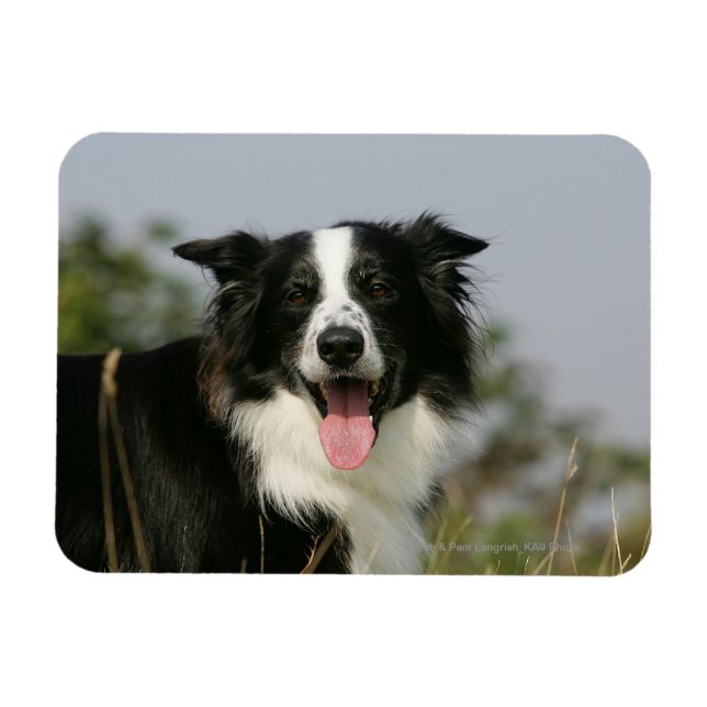 Gräns Collie Panting Headshot 1 Magnet (Horisontell)