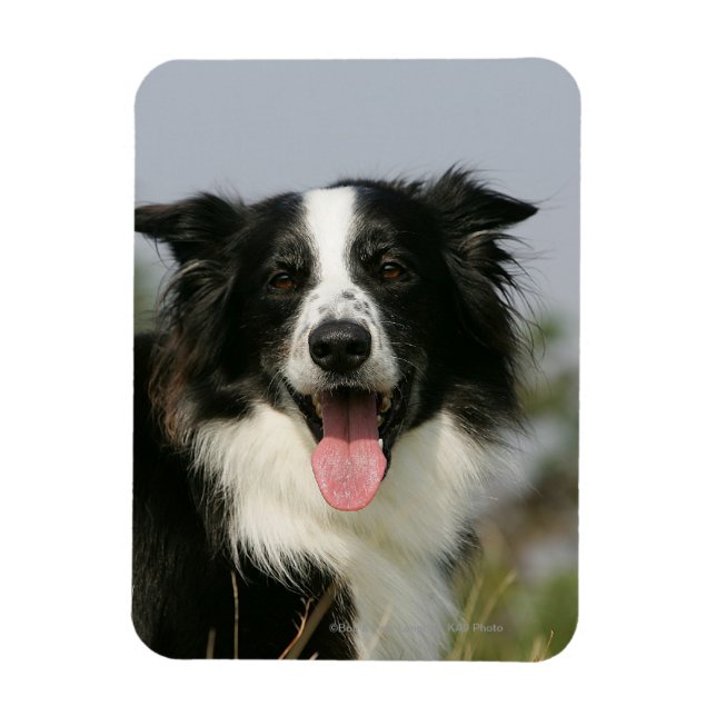 Gräns Collie Panting Headshot 1 Magnet (Vertikal)