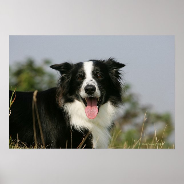 Gräns Collie Panting Headshot 1 Poster (Framsidan)