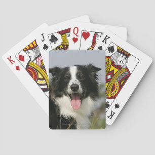 Gräns Collie Panting Headshot 1 Spelkort
