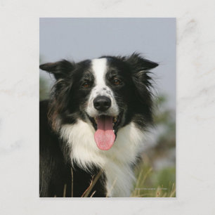 Gräns Collie Panting Headshot 1 Vykort