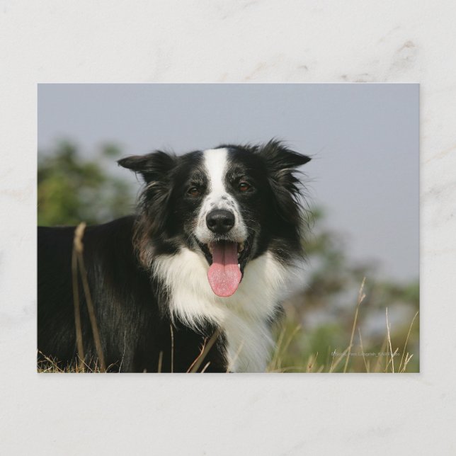 Gräns Collie Panting Headshot 1 Vykort (Framsida)