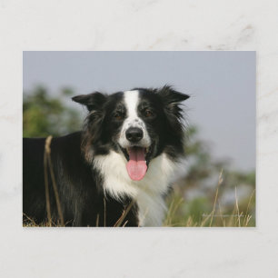 Gräns Collie Panting Headshot 1 Vykort