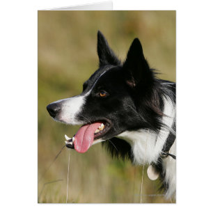 Gräns Collie Panting Headshot 2 Hälsningskort