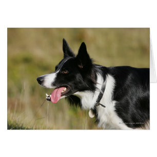 Gräns Collie Panting Headshot 2 Hälsningskort