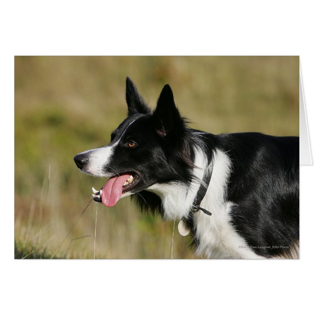 Gräns Collie Panting Headshot 2 Hälsningskort (Framsidan Horizontal)