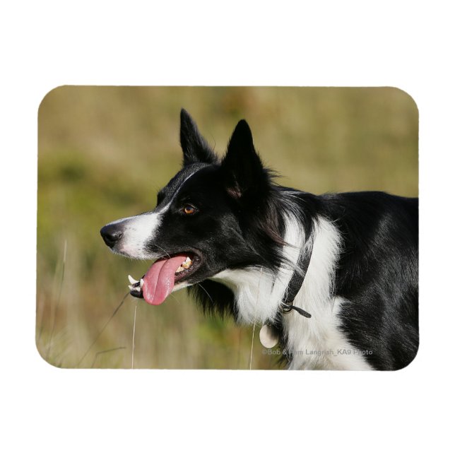 Gräns Collie Panting Headshot 2 Magnet (Horisontell)