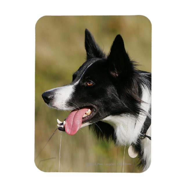 Gräns Collie Panting Headshot 2 Magnet (Vertikal)