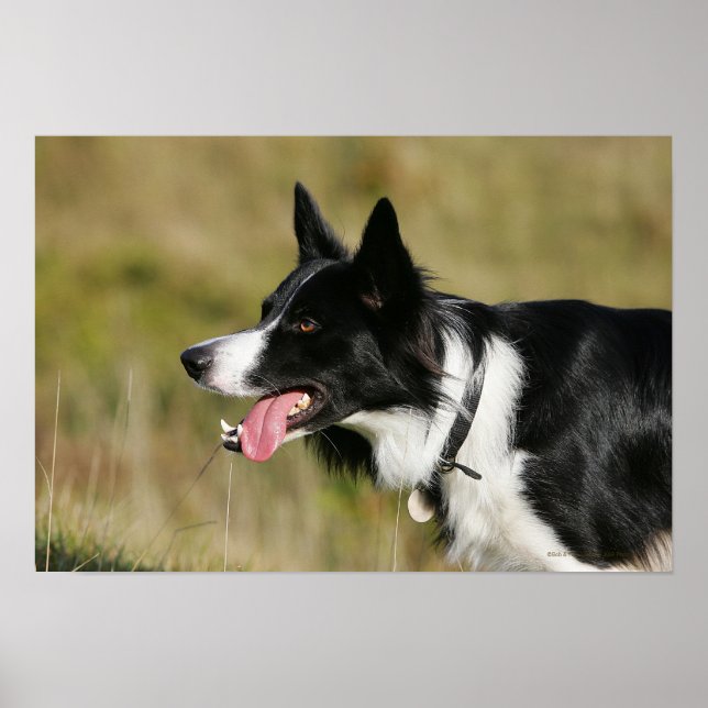 Gräns Collie Panting Headshot 2 Poster (Framsidan)