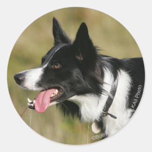 Gräns Collie Panting Headshot 2 Runt Klistermärke