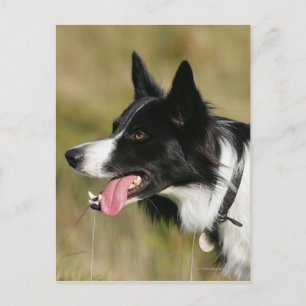 Gräns Collie Panting Headshot 2 Vykort