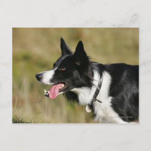 Gräns Collie Panting Headshot 2 Vykort