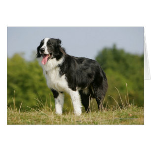 Gräns Collie Panting Ständiga Hälsningskort