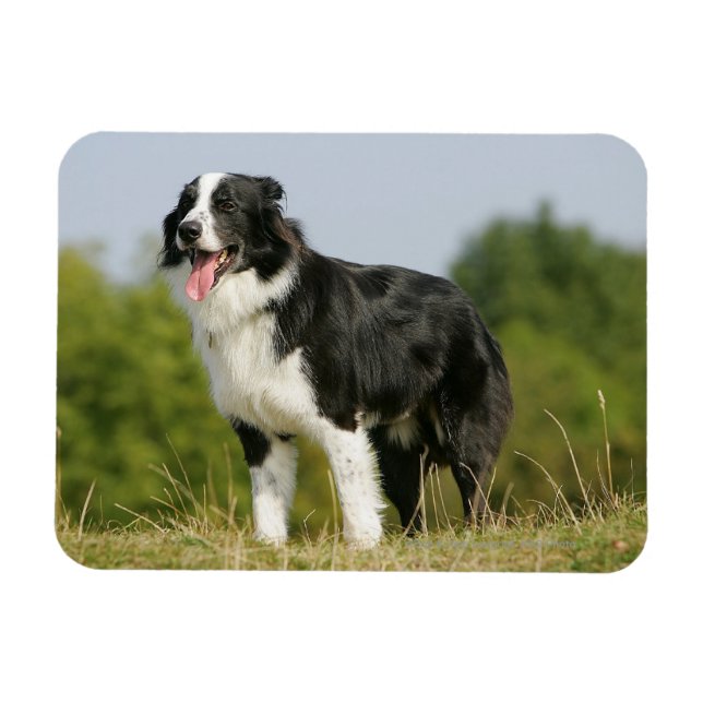 Gräns Collie Panting Ständiga Magnet (Horisontell)