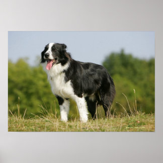 Gräns Collie Panting Ständiga Poster