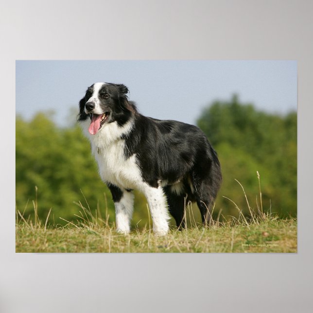 Gräns Collie Panting Ständiga Poster (Framsidan)
