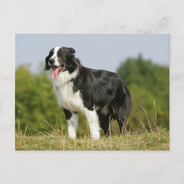 Gräns Collie Panting Ständiga Vykort (Framsida)