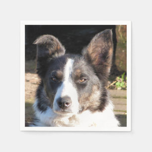GRÄNS COLLIE PAPPERSSERVETT