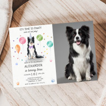 Gräns Collie Pawty Hund Puppy Birthday Blue Photo
