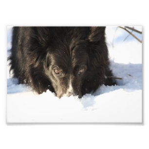Gräns Collie Photo Fototryck
