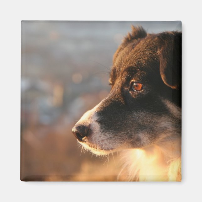 Gräns Collie Photos Square Magnet (Framsidan)