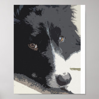 Gräns collie porträtt poster